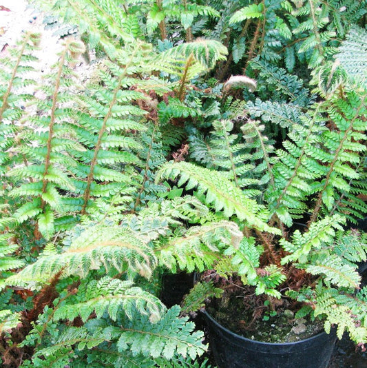 Polystichum Polyblepharum Aquatic Pond Plant - Japanese Tassel Fern Aquatic Plants