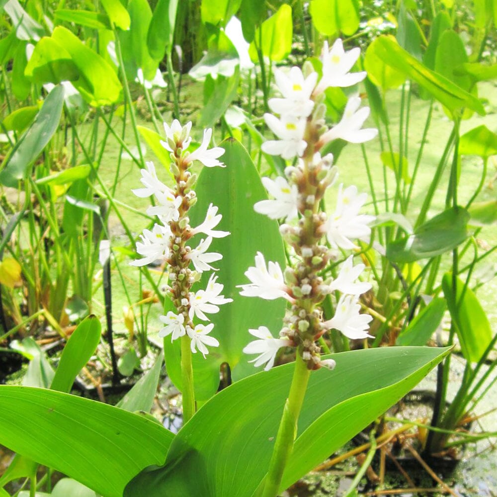 Pontederia Cordata Alba Aquatic Pond Plant - White Pickerel Weed Aquatic Plants