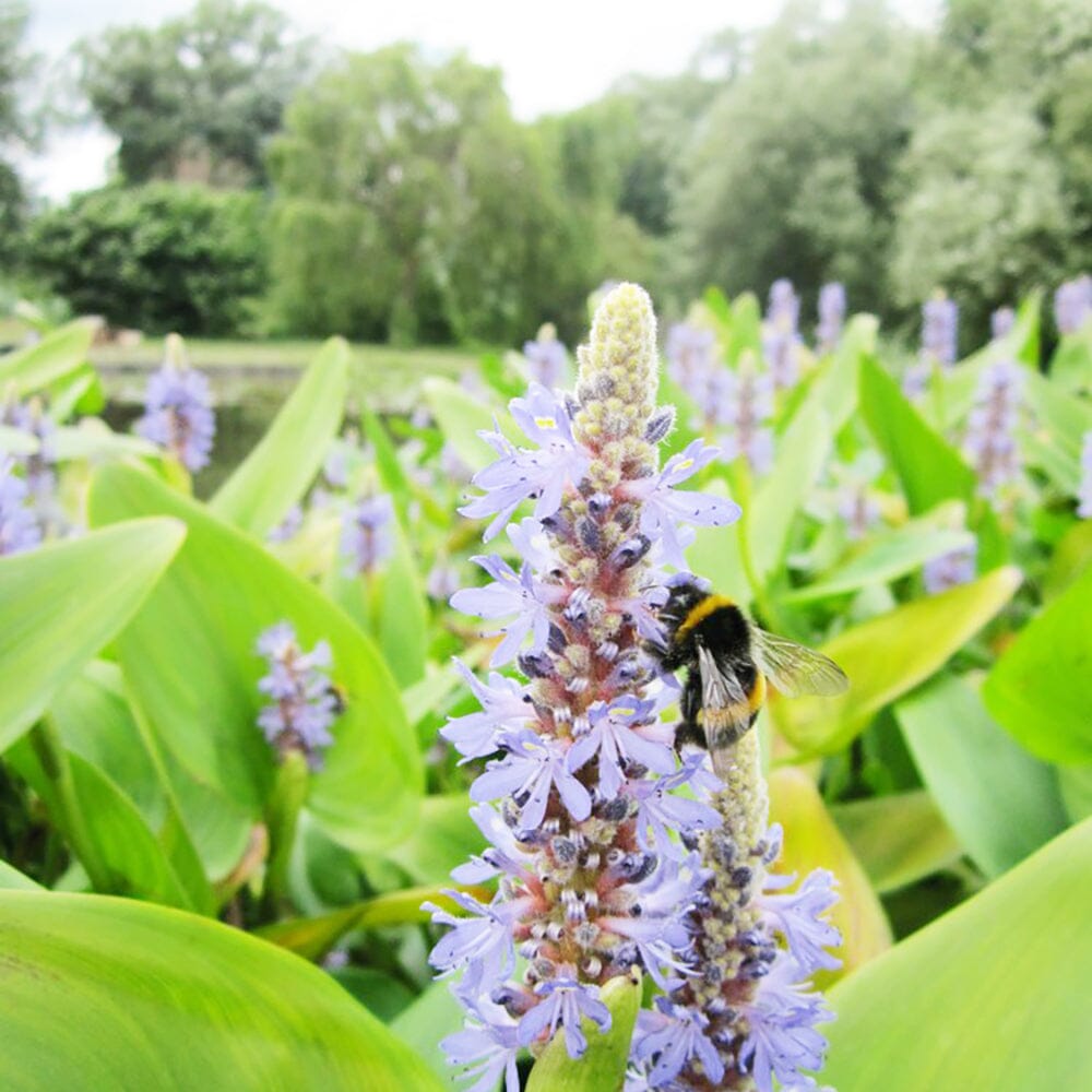 Pontederia Cordata Aquatic Pond Plant - Pickerel Weed Aquatic Plants