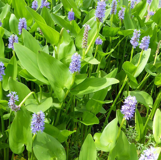 Pontederia Cordata Aquatic Pond Plant - Pickerel Weed Aquatic Plants