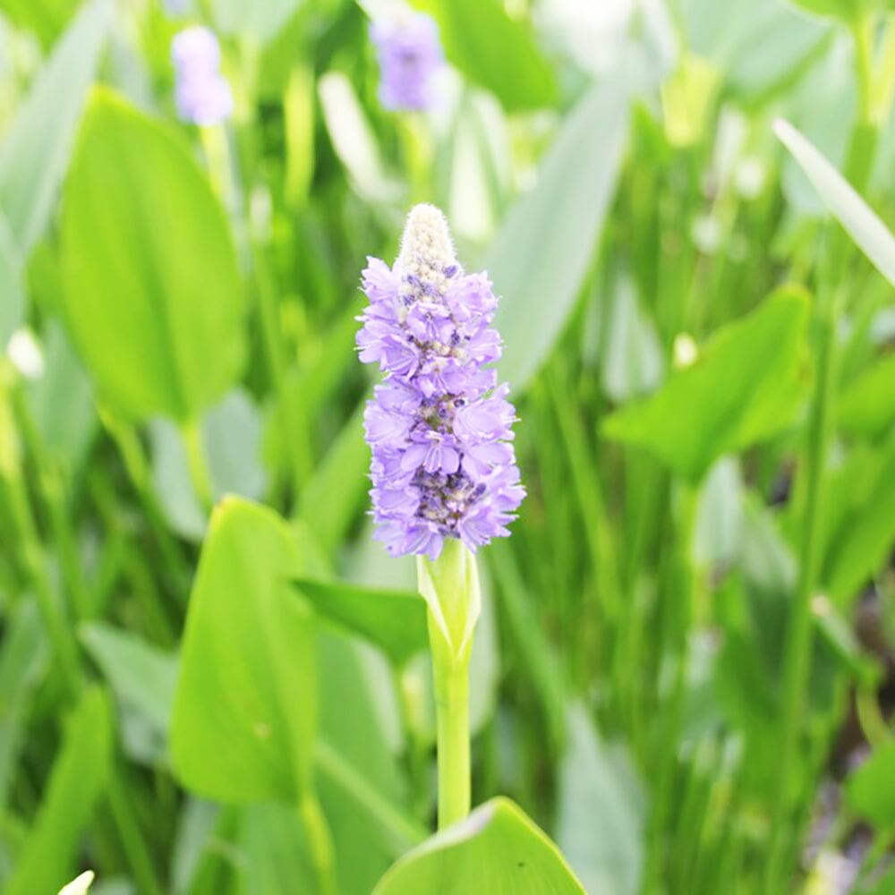 Pontederia Cordata Lanceolata Aquatic Pond Plant - Giant Pickerel Weed Aquatic Plants