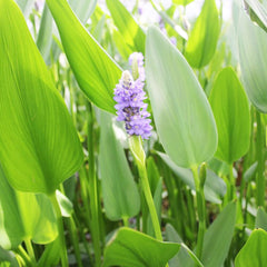 Pontederia Cordata Lanceolata Aquatic Pond Plant - Giant Pickerel Weed Aquatic Plants