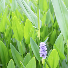 Pontederia Cordata Lanceolata Aquatic Pond Plant - Giant Pickerel Weed Aquatic Plants