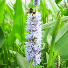 Pontederia Cordata Lanceolata Aquatic Pond Plant - Giant Pickerel Weed Aquatic Plants