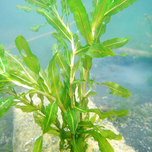 Potamogeton Crispus Aquatic Pond Plant - Curly Pondweed Aquatic Plants