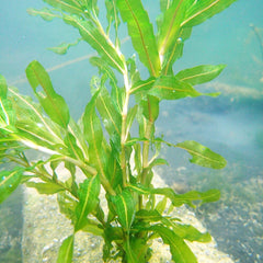 Potamogeton Crispus Aquatic Pond Plant - Curly Pondweed Aquatic Plants