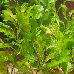 Potamogeton Lucens Aquatic Pond Plant - Sining Pondweed Aquatic Plants