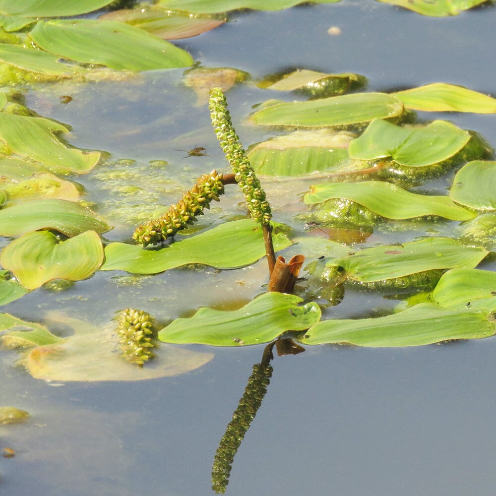 Potamogeton Natans Aquatic Pond Plant - Broad Leaved Pondweed Aquatic Plants