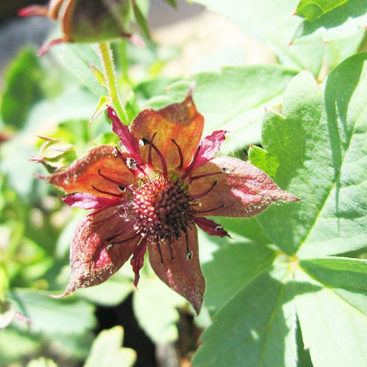 Potentilla Palustris Aquatic Pond Plant Aquatic Plants