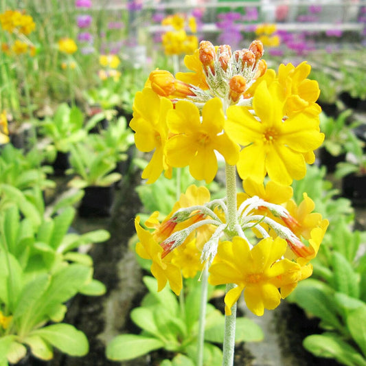 Primula Beesiana Aquatic Pond Plant - Bee's Primrose Aquatic Plants