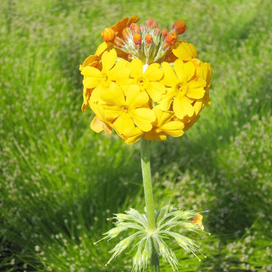 Primula Bulleyana Aquatic Pond Plant - Bulley's Primrose Aquatic Plants