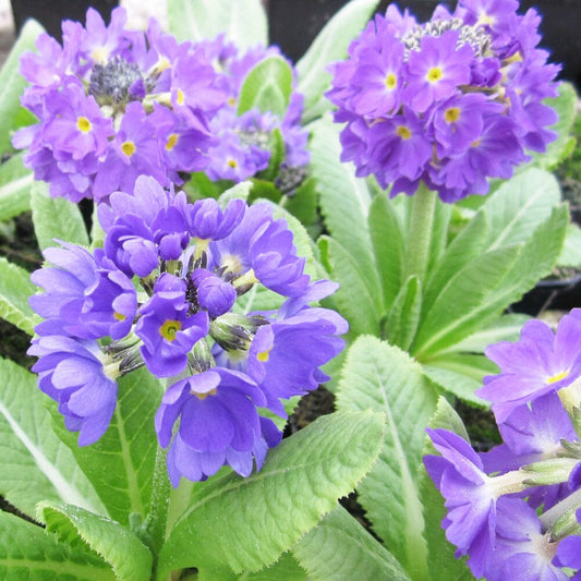 Primula Denticulata Aquatic Pond Plant - Drumstick Primrose Aquatic Plants