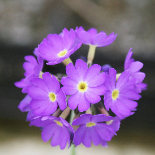 Primula Denticulata Aquatic Pond Plant - Drumstick Primrose Aquatic Plants