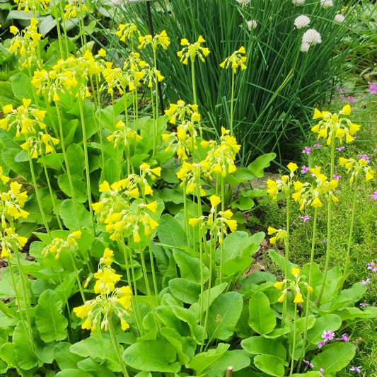 Primula Florindae Aquatic Pond Plant - Giant Cowslip Aquatic Plants