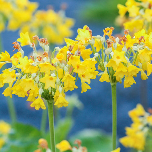 Primula Florindae Aquatic Pond Plant - Giant Cowslip Aquatic Plants