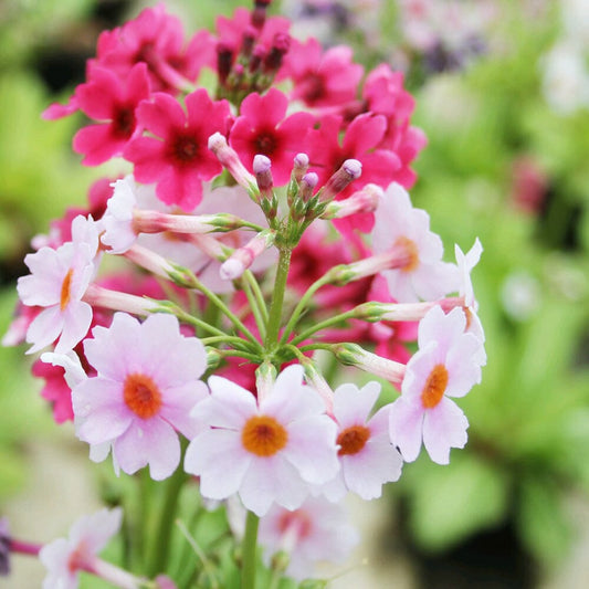 Primula Japonica Aquatic Pond Plant - Japanese Primrose Aquatic Plants