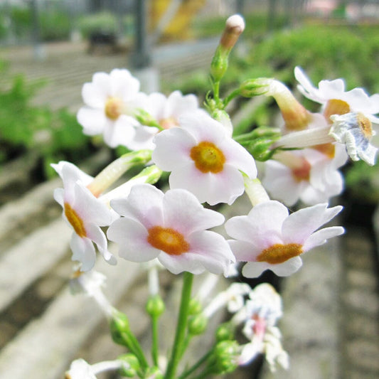 Primula Japonica Aquatic Pond Plant - Japanese Primrose Aquatic Plants