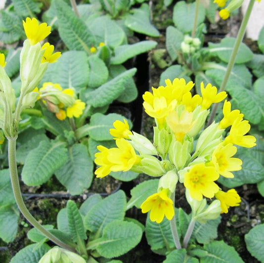 Primula Veris Aquatic Pond Plant - Cowslip Aquatic Plants