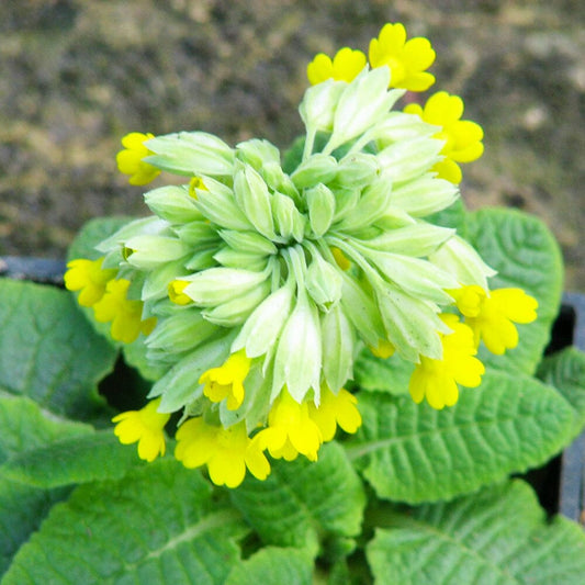 Primula Veris Aquatic Pond Plant - Cowslip Aquatic Plants