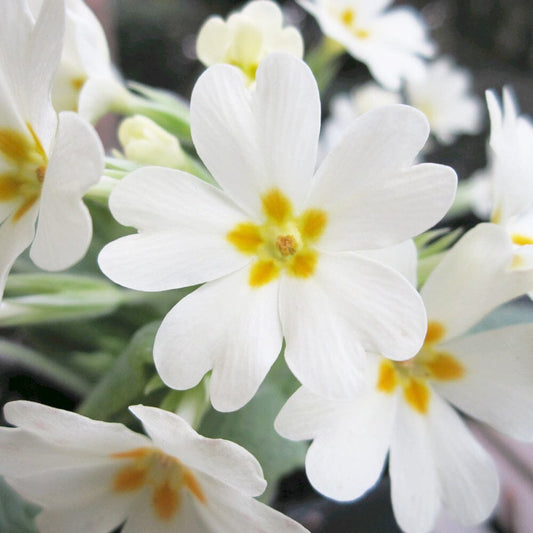 Primula Vulgaris Aquatic Pond Plant - English Primrose Aquatic Plants