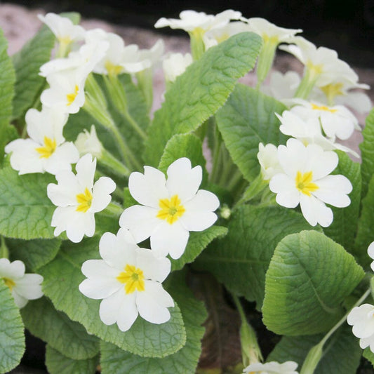 Primula Vulgaris Aquatic Pond Plant - English Primrose Aquatic Plants