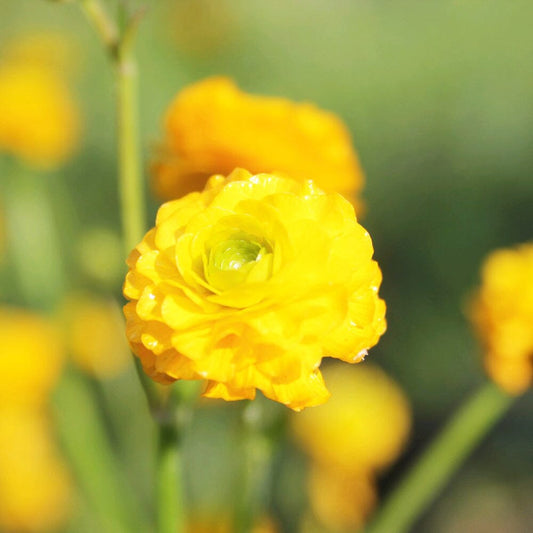 Ranunculus Acris Flore Pleno Aquatic Pond Plant - Double Buttercup Aquatic Plants