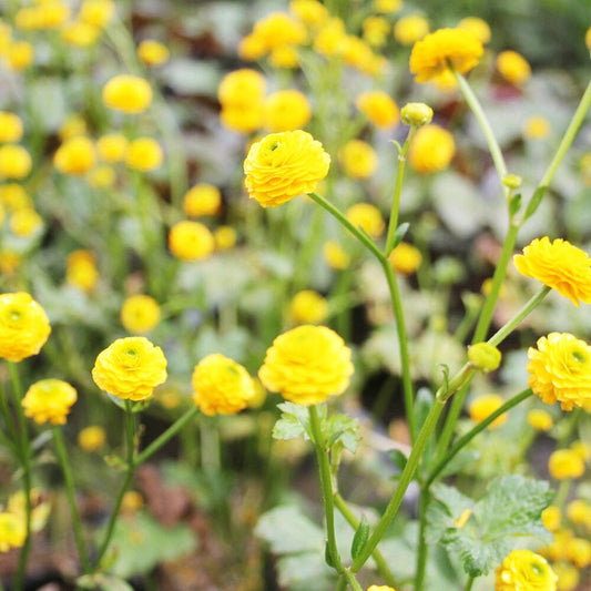 Ranunculus Acris Flore Pleno Aquatic Pond Plant - Double Buttercup Aquatic Plants