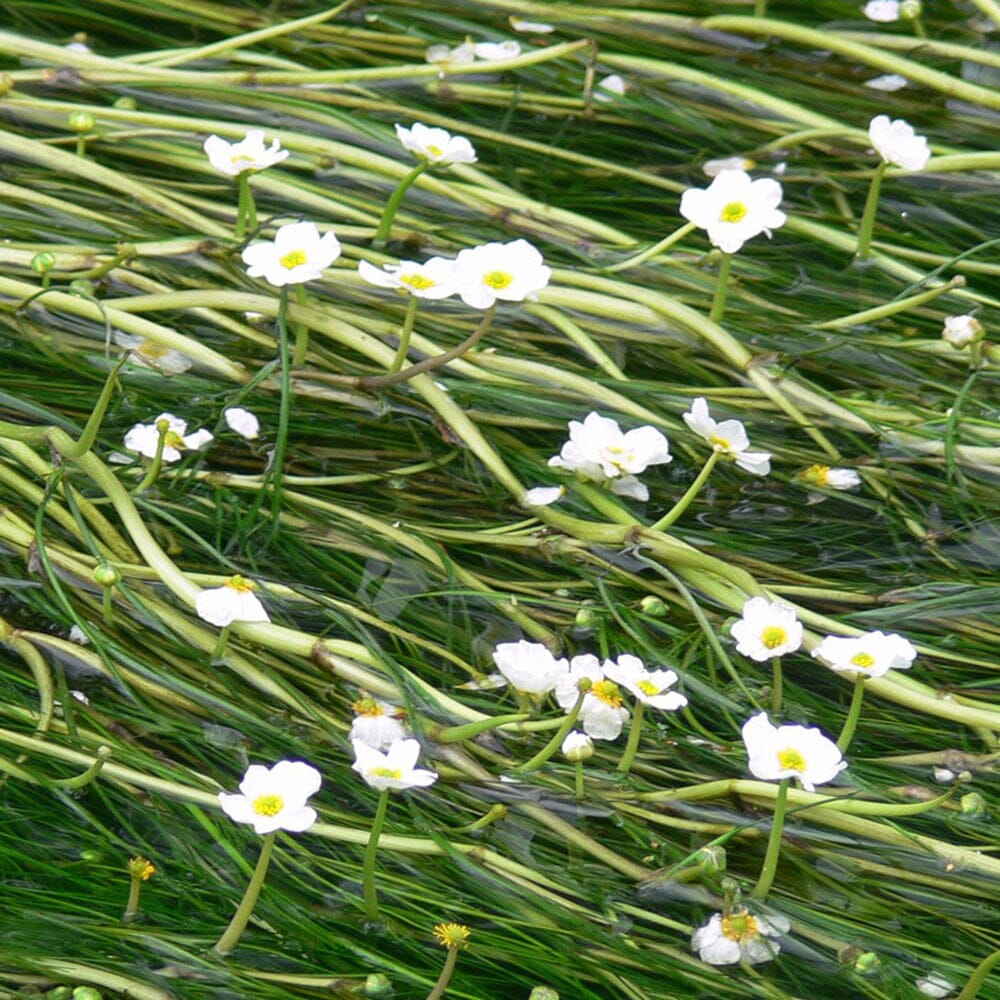 Ranunculus Aquatilis Aquatic Pond Plant - Water Crowfoot Aquatic Plants