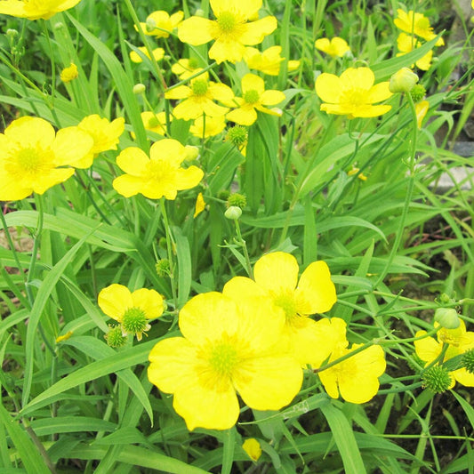 Ranunculus Flammula Aquatic Pond Plant - Lesser Spearwort Aquatic Plants