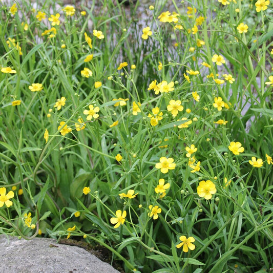 Ranunculus Flammula Aquatic Pond Plant - Lesser Spearwort Aquatic Plants