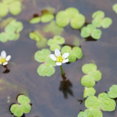 Ranunculus Hederaceus Aquatic Pond Plant - Ivy Leaved Crowfoot Aquatic Plants