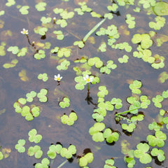 Ranunculus Hederaceus Aquatic Pond Plant - Ivy Leaved Crowfoot Aquatic Plants