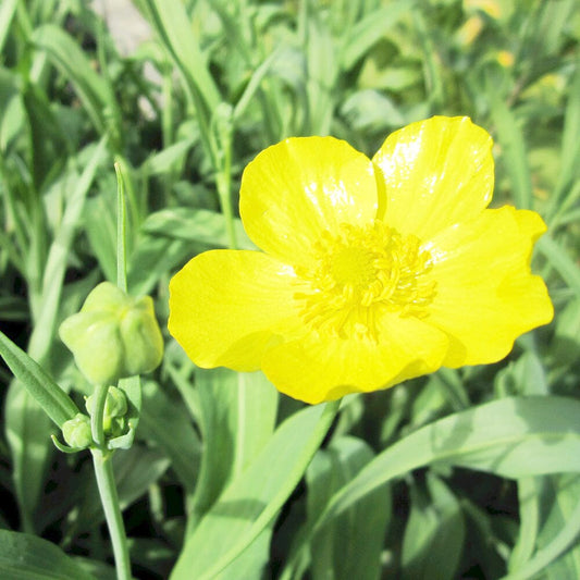 Ranunculus Lingua Grandiflorus Aquatic Pond Plant - Greater Spearwort Aquatic Plants