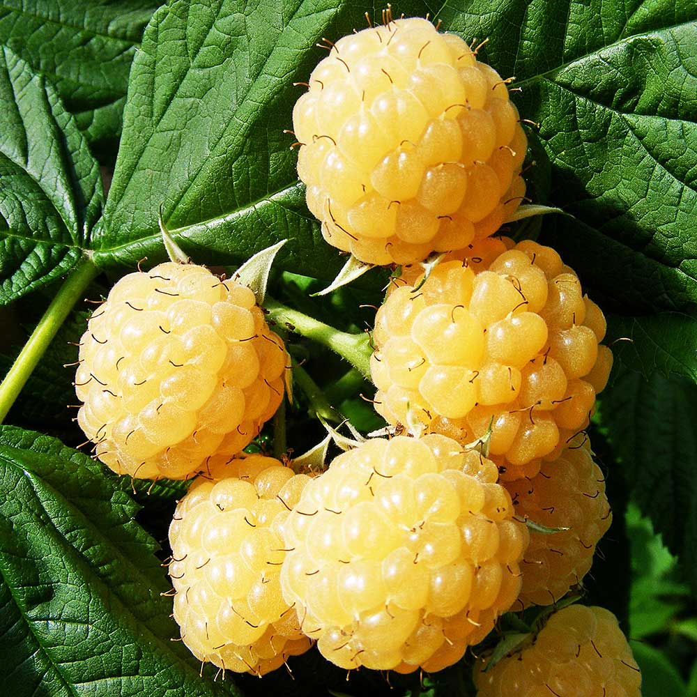 Raspberry All Gold (Rubus idaeus) Fruit Bush 2ltr Pot Fruit