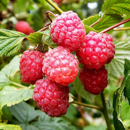 Raspberry Glen Ample (Rubus idaeus) Fruit Bush 3ltr Pot Fruit