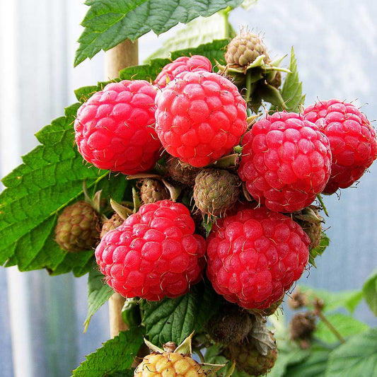 Raspberry Glen Doll (Rubus idaeus) Fruit Bush 3ltr Pot Fruit