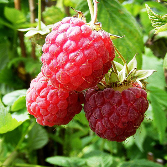 Raspberry Glen Magna (Rubus idaeus) Fruit Bush 3ltr Pot Fruit