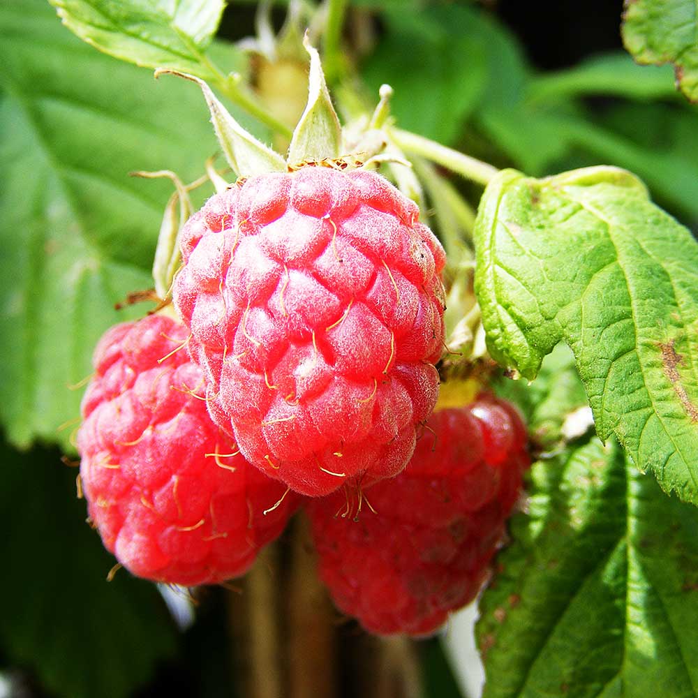 Raspberry Glen Prosen (Rubus idaeus) Fruit Bush 3ltr Pot Fruit