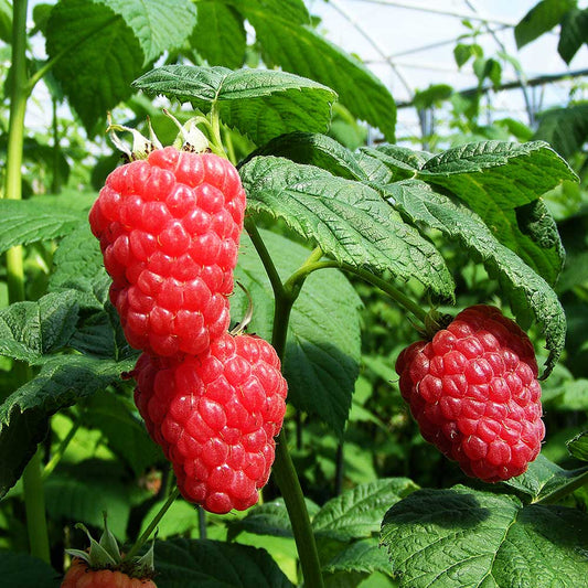 Raspberry Malling Jewel (Rubus idaeus) Fruit Bush 2ltr Pot Fruit