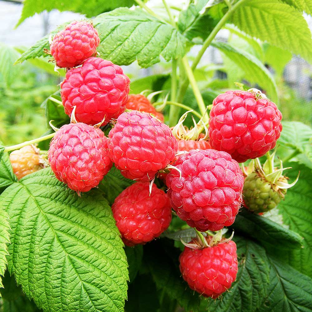 Raspberry Malling Promise (Rubus idaeus) Fruit Bush 3ltr Pot Fruit