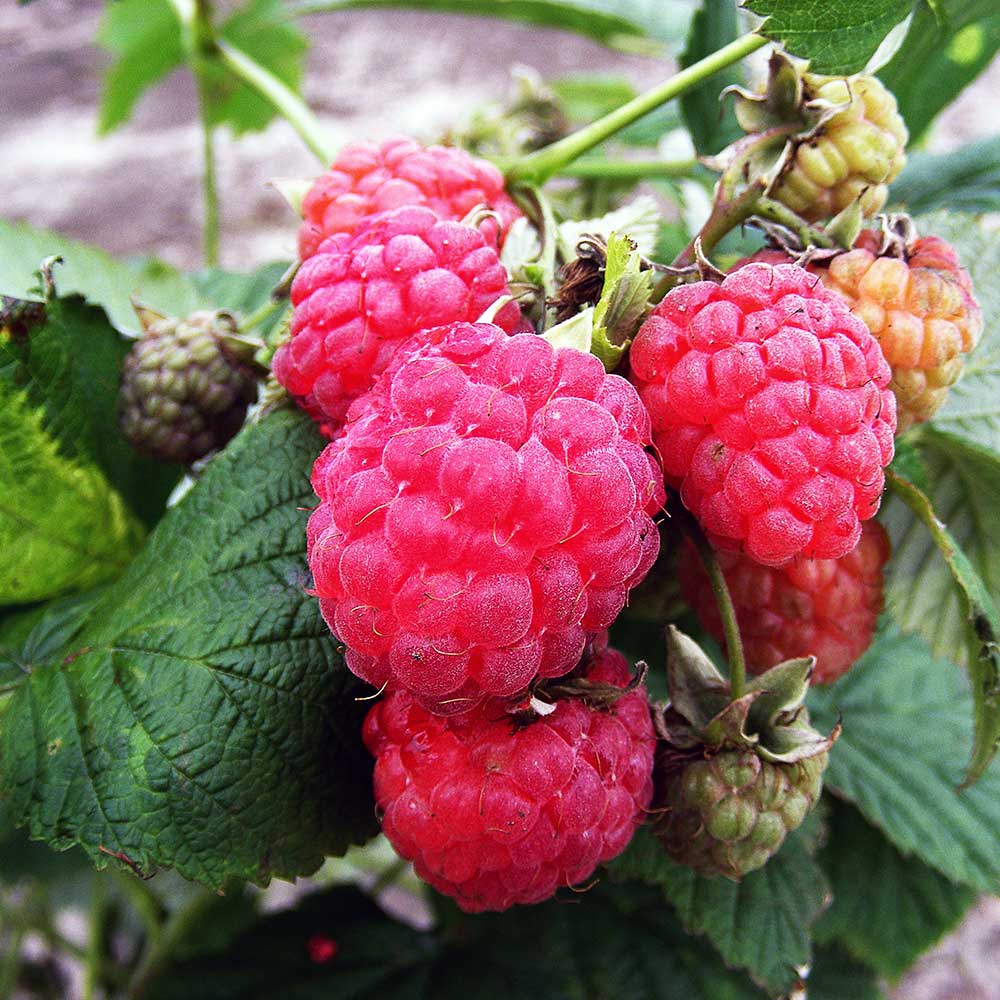 Raspberry Octavia (Rubus idaeus) Fruit Bush 3ltr Pot Fruit