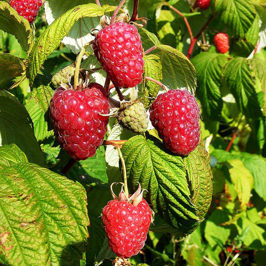 Raspberry Polka (Rubus idaeus) Fruit Bush 3ltr Pot Fruit