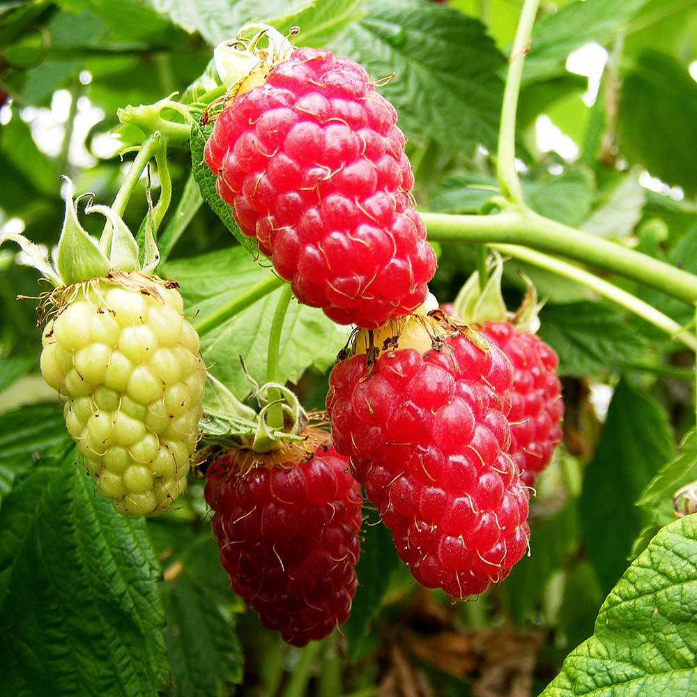 RASPBERRIES, Rubus idaeus—Kind, Culture, Care, and Comments — Bee Better  Naturally with Helen Yoest