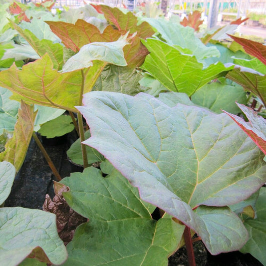 Rheum Palmatum Aquatic Pond Plant - Chinese Rhubarb Aquatic Plants