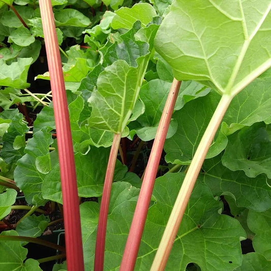 Rhubarb Champagne (Rheum Rhabarbarum) Fruit Bush 3ltr Pot Fruit