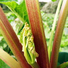 Rhubarb Glaskins Perpetual (Rheum Rhabarbarum) Fruit Bush 3ltr Pot Fruit