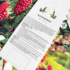 Rhubarb Glaskins Perpetual (Rheum Rhabarbarum) Fruit Bush 3ltr Pot Fruit