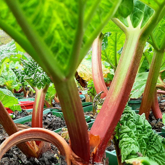 Rhubarb Timperley Early (Rheum Rhabarbarum) Fruit Bush 3ltr Pot Fruit