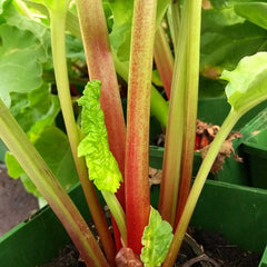Rhubarb Victoria (Rheum Rhabarbarum) Fruit Bush 3ltr Pot Fruit
