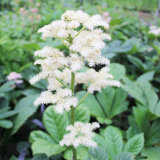 Rodgersia Pinnata Aquatic Pond Plant - Superba Aquatic Plants